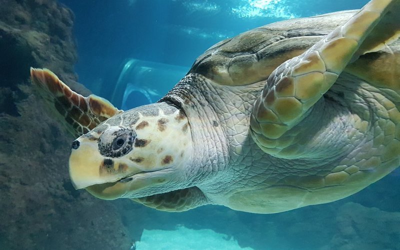 Lanzarote Aquarium