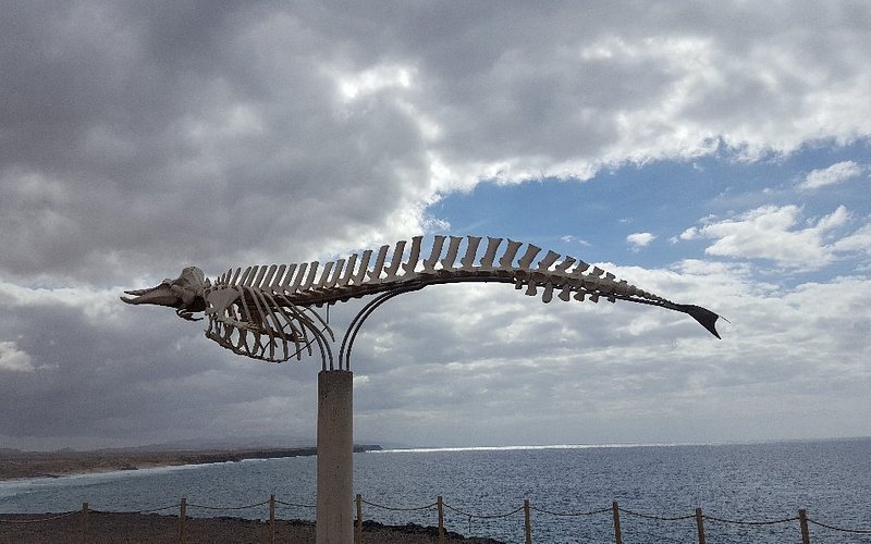 Cuvier's Beaked Whale Skeleton