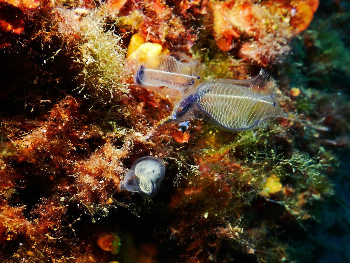 Buceo Isla Negra