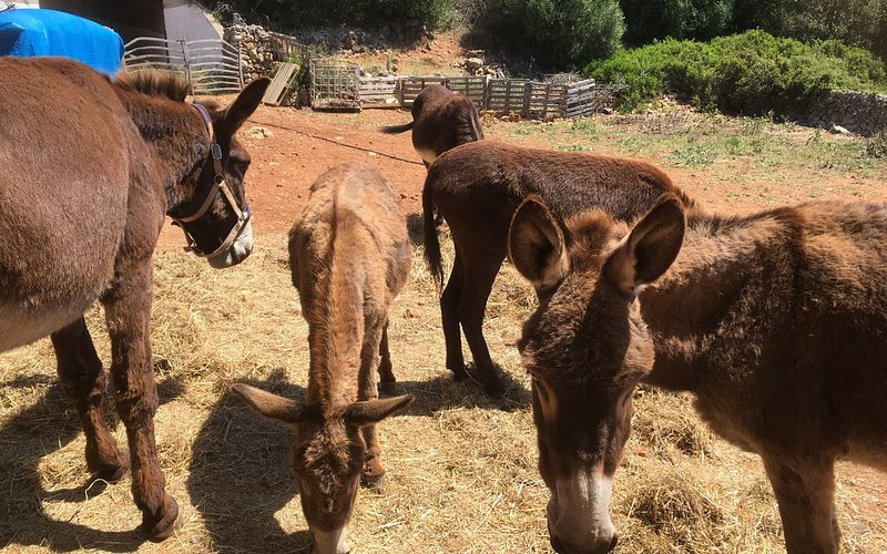 Menorca Donkey Rescue