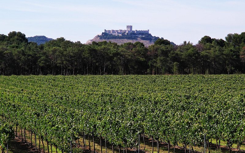 Bodegas Legaris