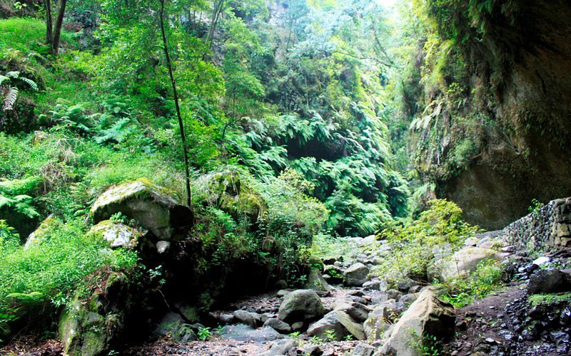 Bosque de Los Tilos