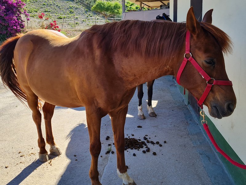 Happy Horse Riding Academy