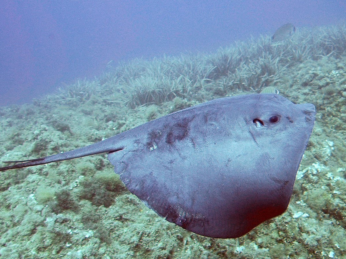 Buceo Mojácar