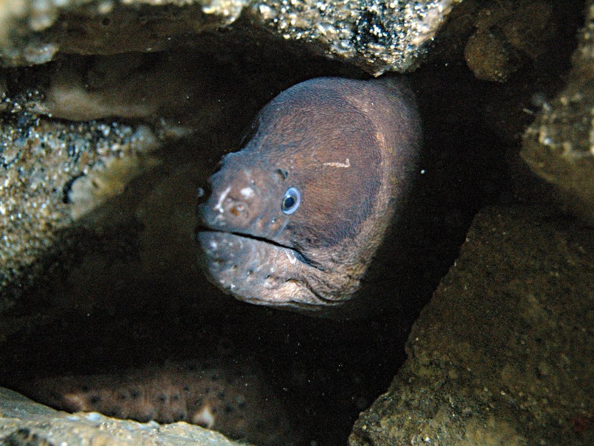 Buceo Mojácar