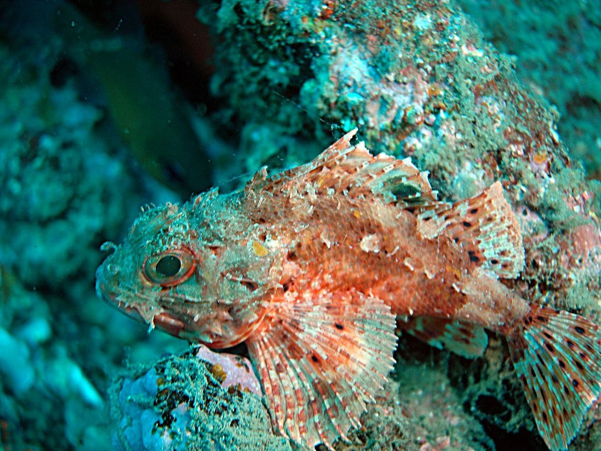 Buceo Mojácar