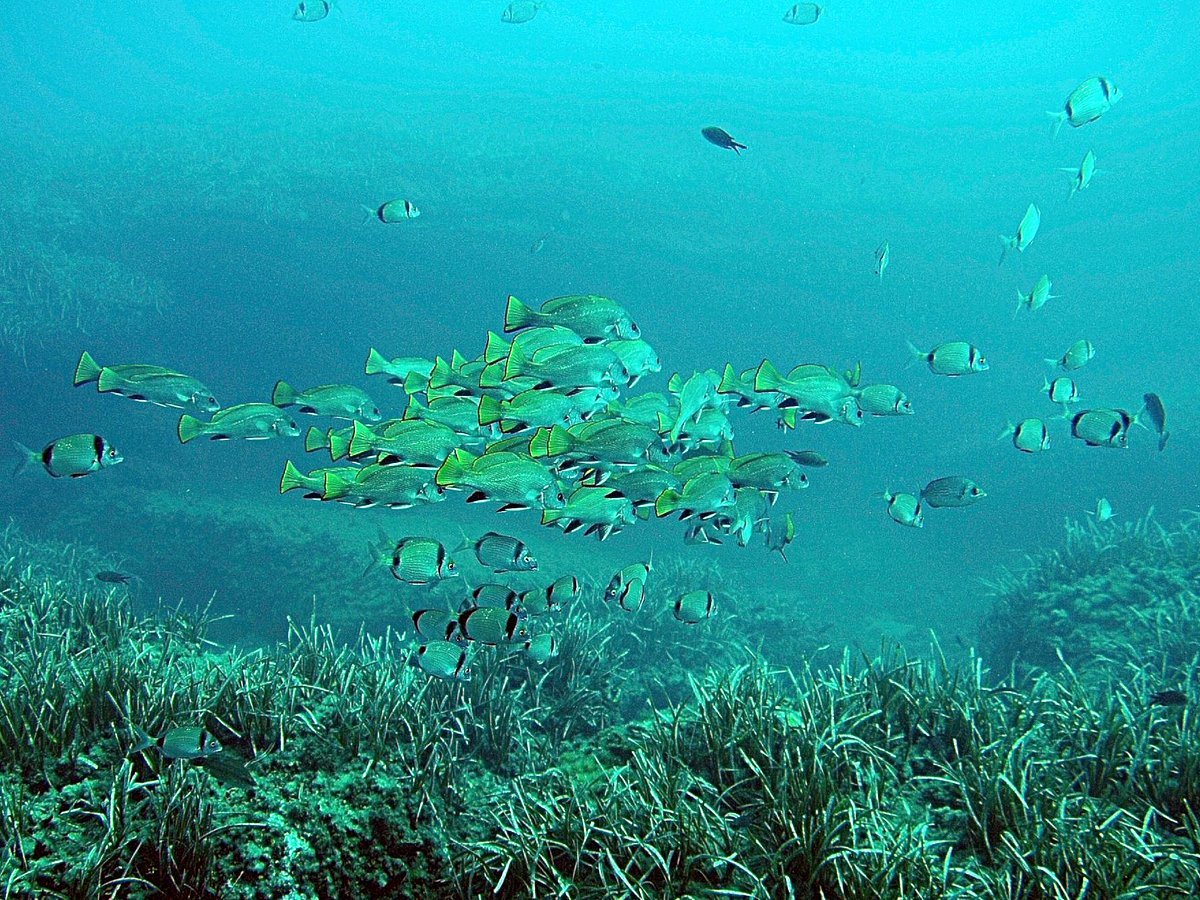 Buceo Mojácar