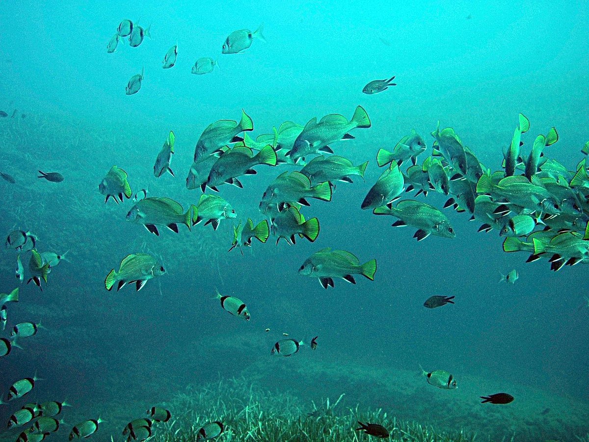 Buceo Mojácar