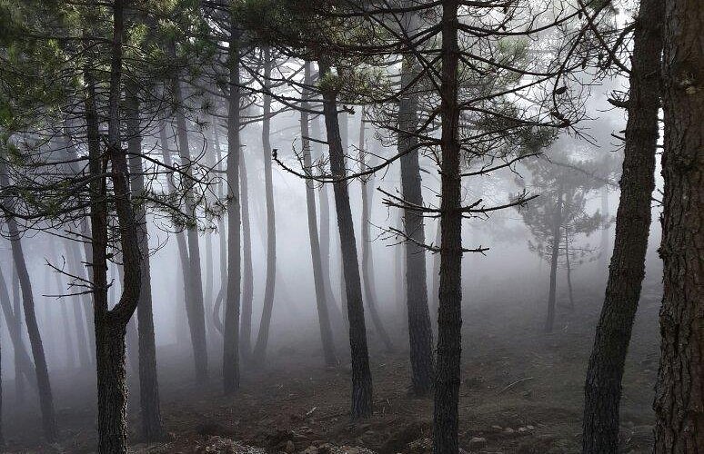 Los Reales de Sierra Bermeja