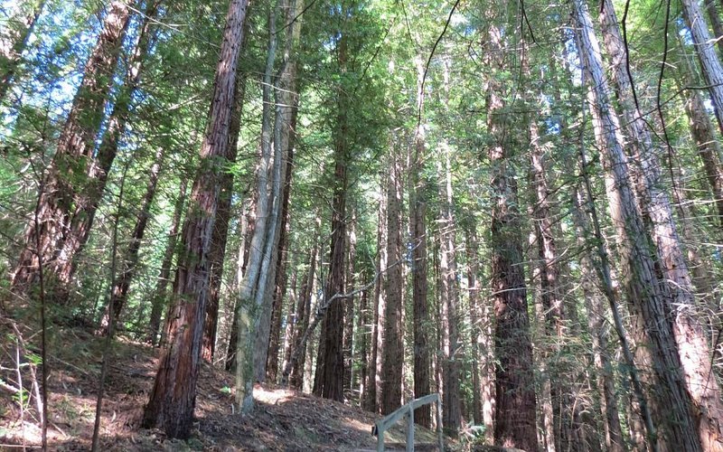 Foto de Natural Monument of the Sequoias of Monte Cabezón, Cabezón de la Sal