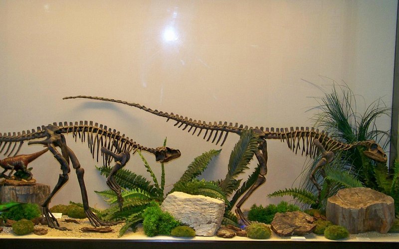 Museo Paleontológico de Estepona