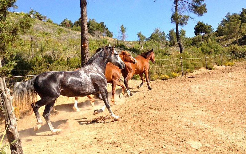 Foto de Ibiza Horse Valley, Sant Joan de Labritja
