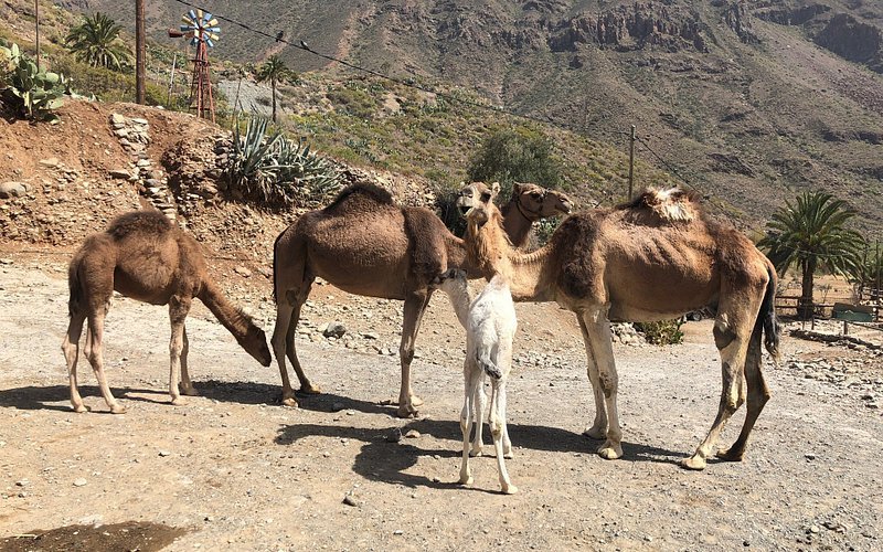 Camel Park Arteara