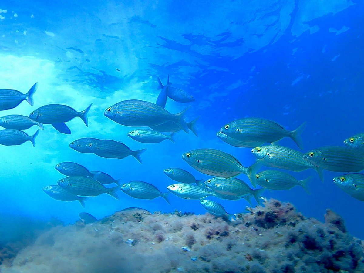 Buceo Isla Negra