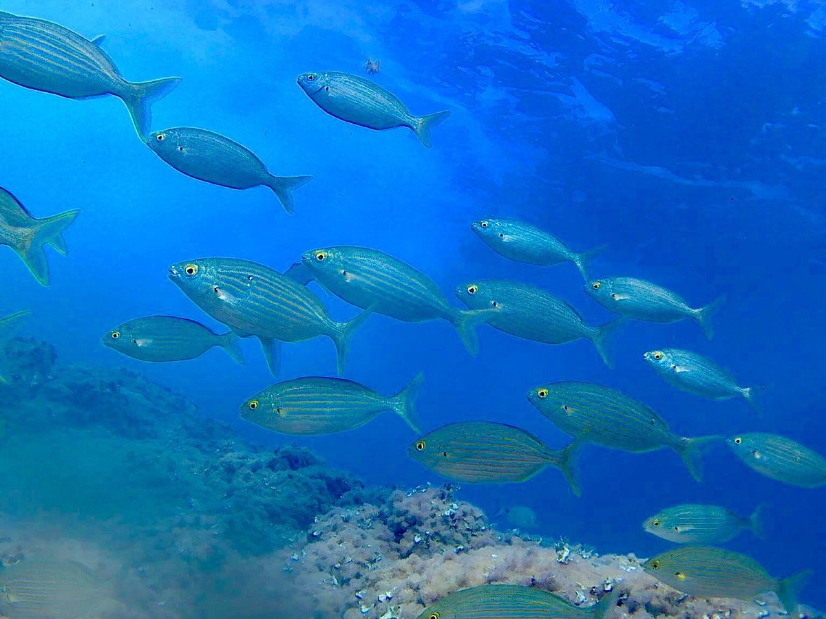 Buceo Isla Negra