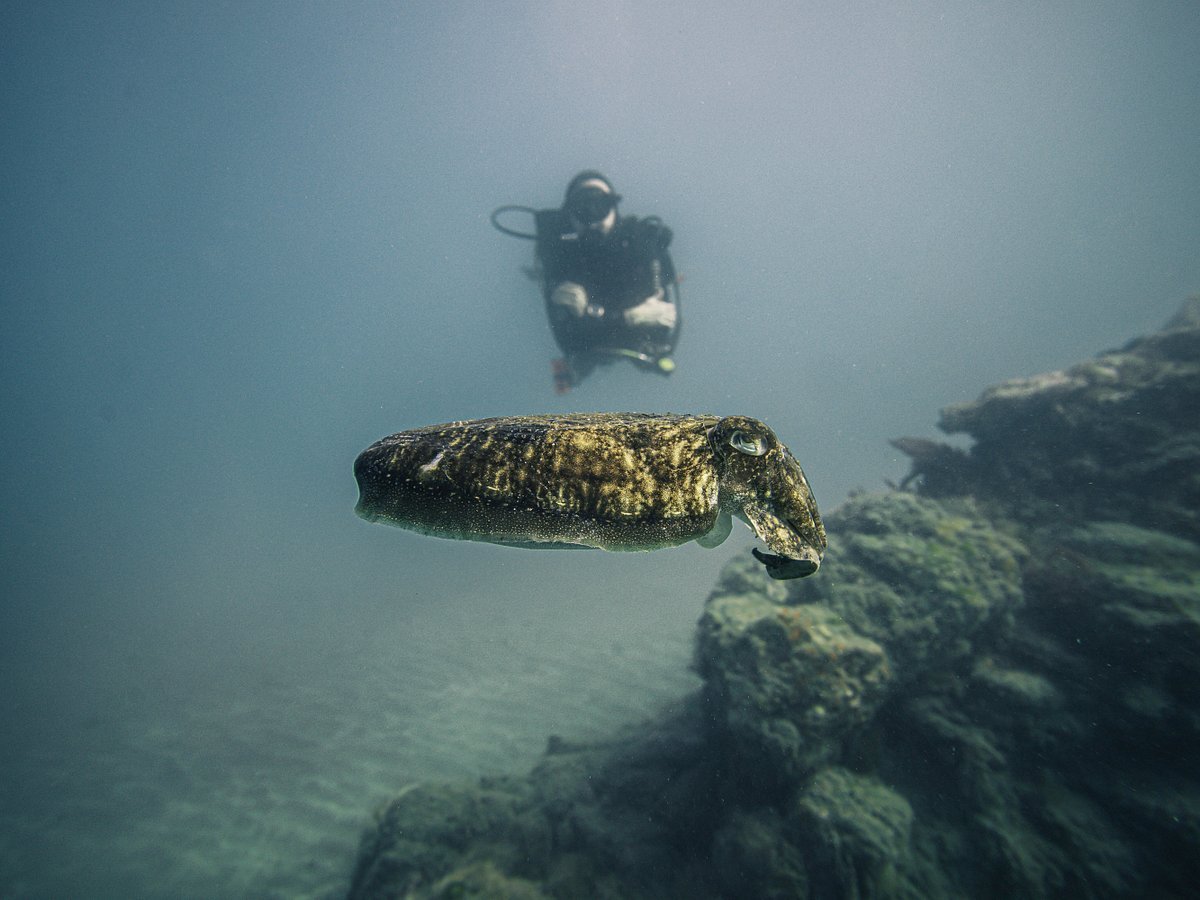 Buceo Almuñecar