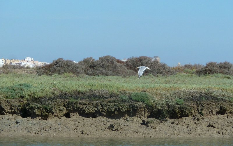 Imagen 1 de Bahía de Cádiz Natural Park