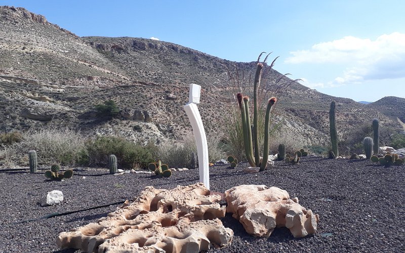Cactus Nijar