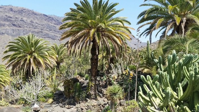 Dunas Cactus Garden